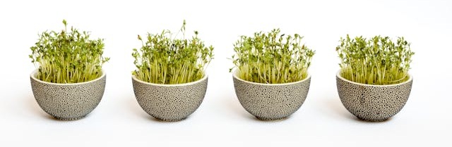 holistic and natural wellness herbs