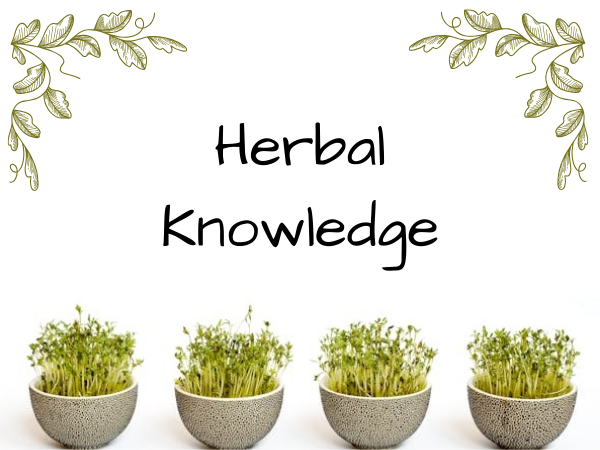 4 herb plants with white background and words Herbal Knowledge