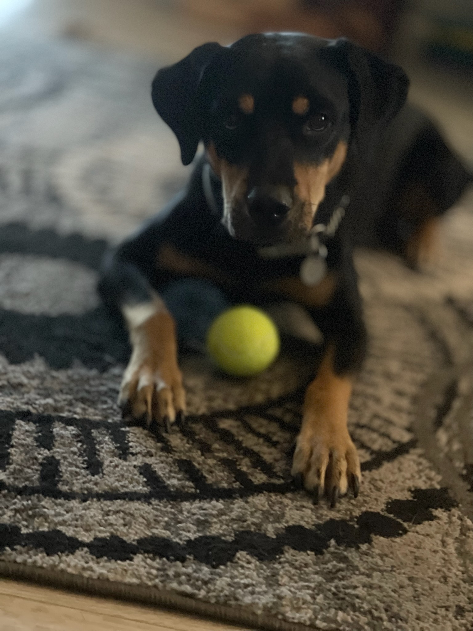 899097620308302436 Danny the rottie